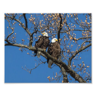 Bald Eagle Pair Photo Print