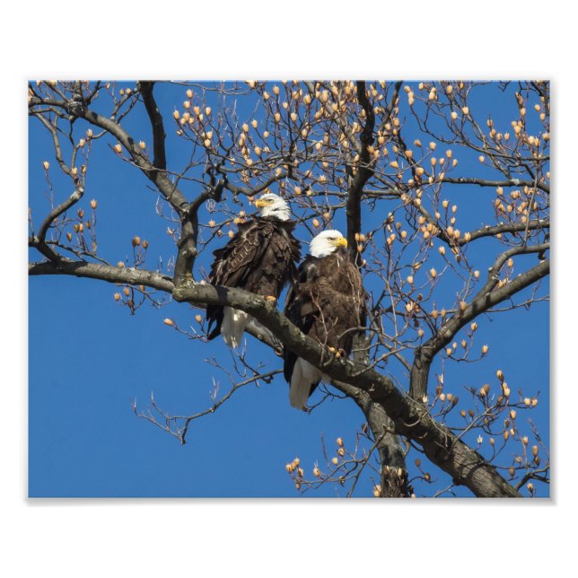 Bald Eagle Pair Photo Print (Front)
