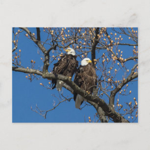 Bald Eagle Pair Postcard