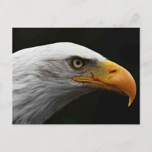 Bald Eagle pccna Postcard