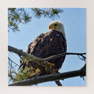 Bald Eagle Perch - 20x20 - 676 pcs. Jigsaw Puzzle