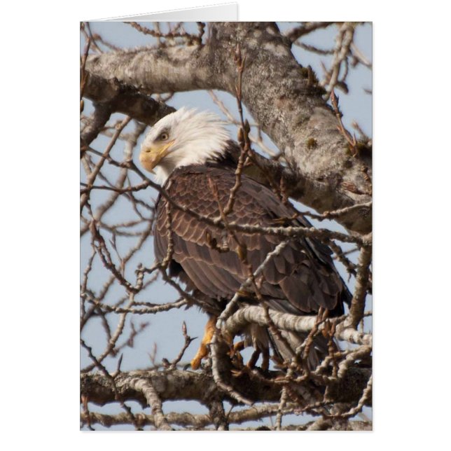 Bald Eagle Perched in a Tree (Front)