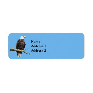 Bald Eagle Perched on a Branch