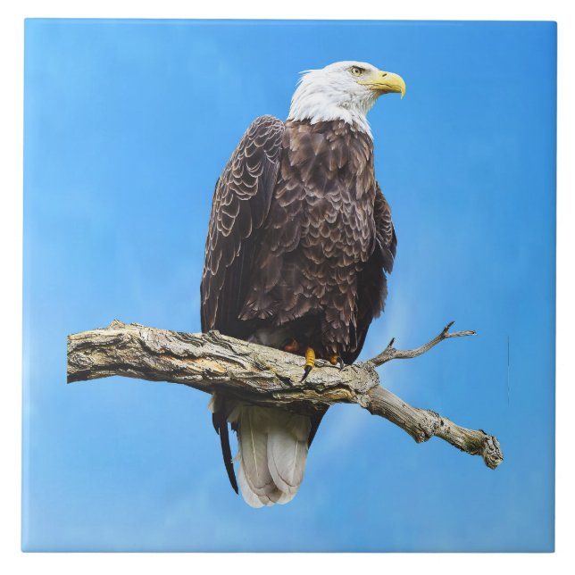 Bald Eagle Perched on a Branch Tile (Front)