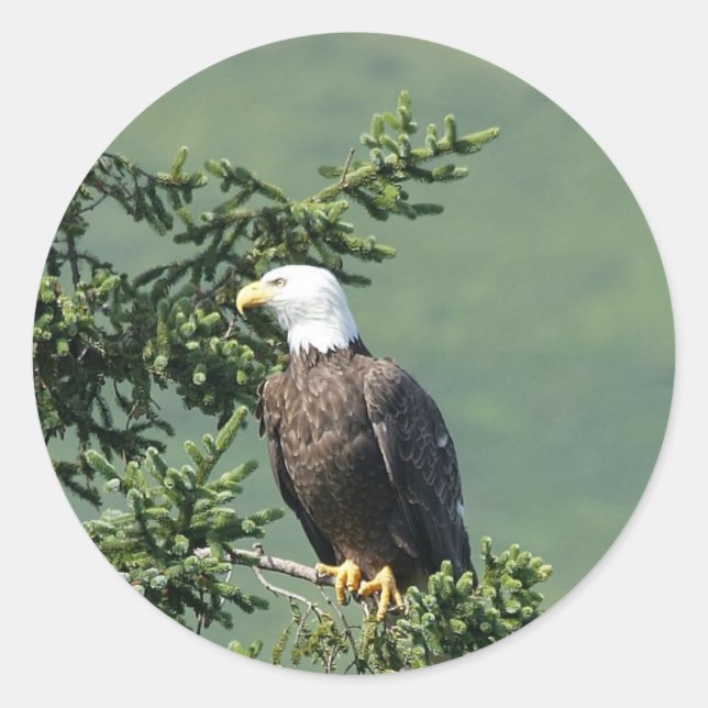 Bald Eagle Perched on a Tree Branch. Classic Round Sticker (Front)