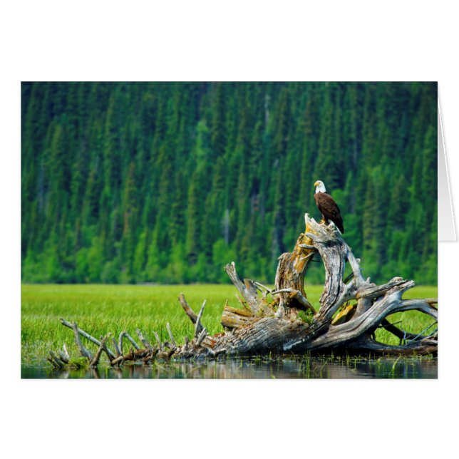 Bald Eagle Perched On Branch (Front Horizontal)