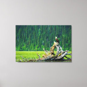 Bald Eagle Perched On Branch Canvas Print