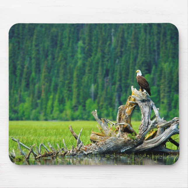 Bald Eagle Perched On Branch Mouse Mat (Front)