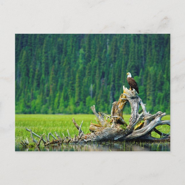 Bald Eagle Perched On Branch Postcard (Front)
