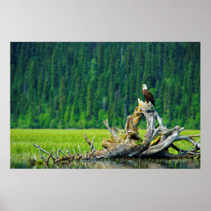 Bald Eagle Perched On Branch Poster