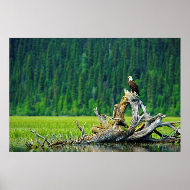 Bald Eagle Perched On Branch Poster (Front)