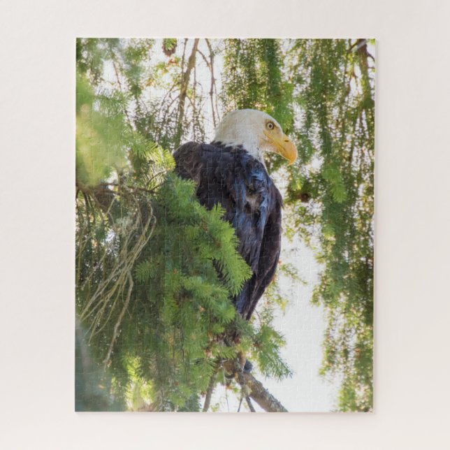 Bald Eagle perches in Douglas Fir Jigsaw Puzzle (Vertical)