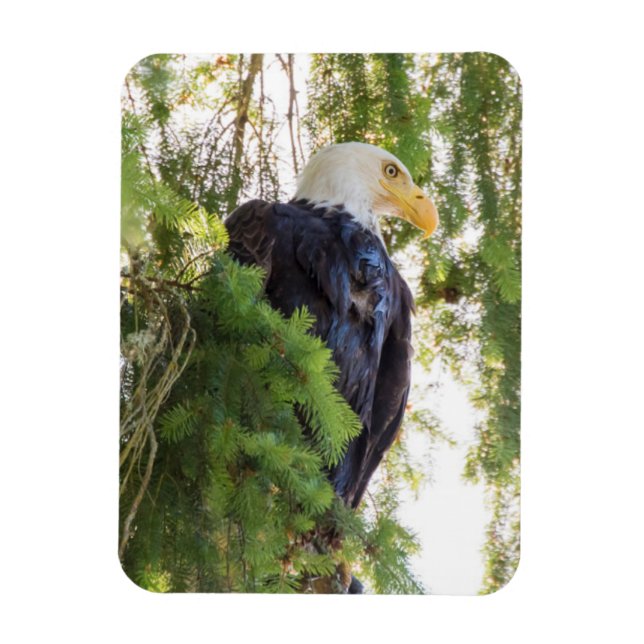 Bald Eagle perches in Douglas Fir Magnet (Vertical)