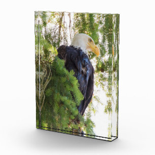 Bald Eagle perches in Douglas Fir Photo Block