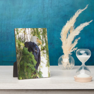 Bald Eagle perches in Douglas Fir Plaque