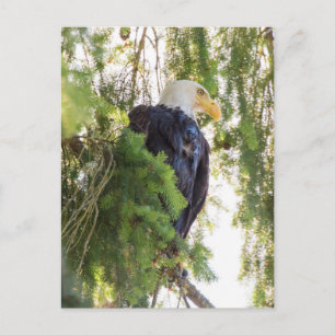 Bald Eagle perches in Douglas Fir Postcard