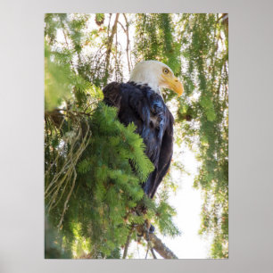 Bald Eagle perches in Douglas Fir Poster