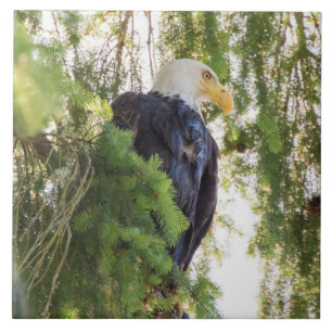 Bald Eagle perches in Douglas Fir Tile