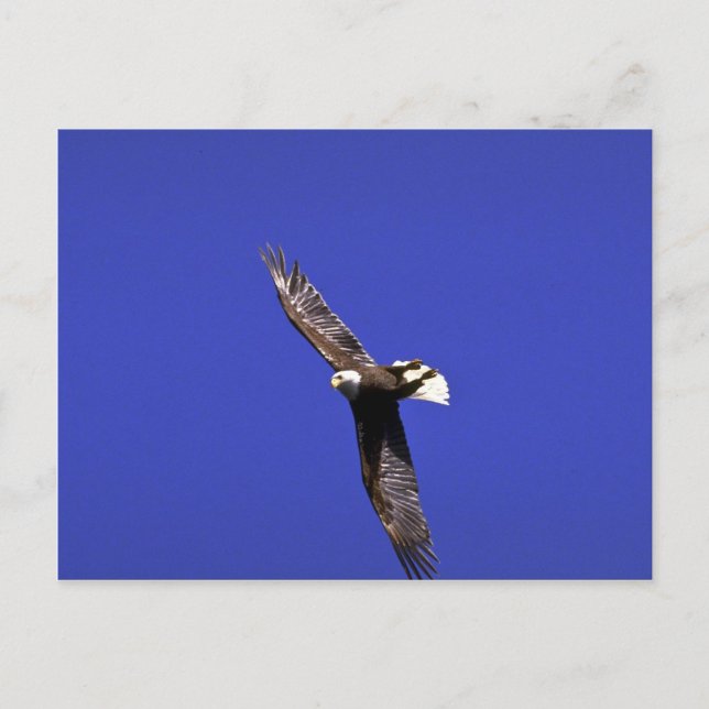 Bald Eagle performing wing-over in full flight Postcard (Front)