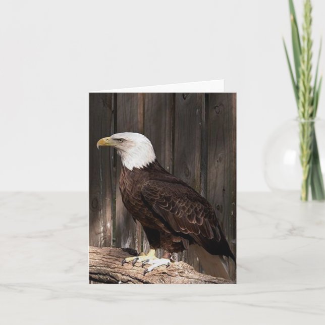 Bald Eagle Photo Folded Note Card (Front)