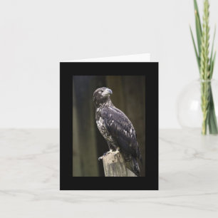 Bald Eagle Photo Folded Note Card