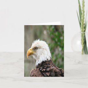 Bald Eagle Photo Folded Note Card
