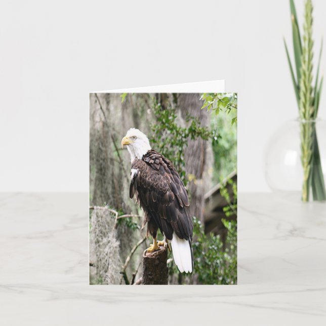 Bald  Eagle Photo Folded Note Card (Front)