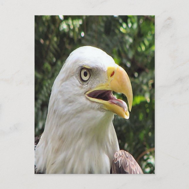 Bald Eagle Photo Postcard (Front)