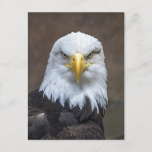 Bald Eagle photo Postcard