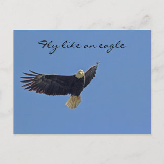 Bald Eagle Photo Postcard