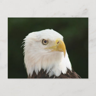 Bald Eagle Photo Postcard