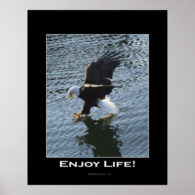 Bald Eagle Photo Poster (Front)