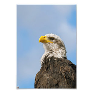 Bald Eagle Photo Print