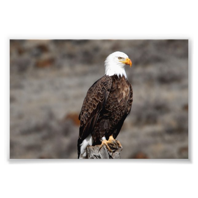 Bald Eagle Photo Print (Front)