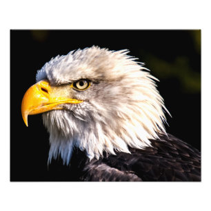 Bald Eagle  Photo Print