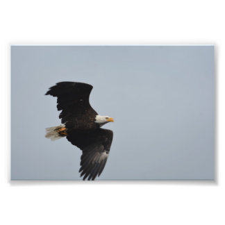 Bald Eagle photo print