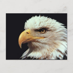 Bald Eagle Photograph Postcard