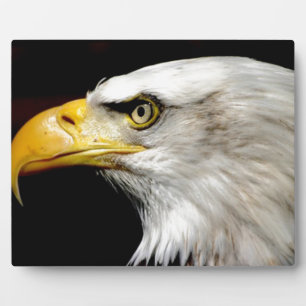 Bald Eagle Plaque