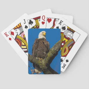 Bald Eagle Playing Cards