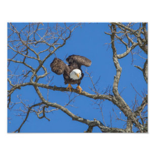 Bald Eagle Poised For Takeoff Photo Print