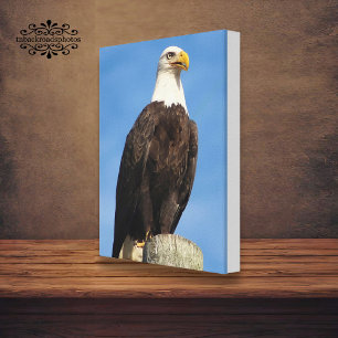 Bald Eagle Portrait Canvas Wrap Print