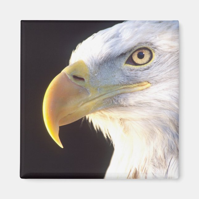 Bald Eagle Portrait, Haliaeetus leucocephalus, Magnet (Front)