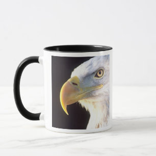 Bald Eagle Portrait, Haliaeetus leucocephalus, Mug