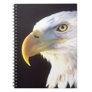 Bald Eagle Portrait, Haliaeetus leucocephalus, Notebook