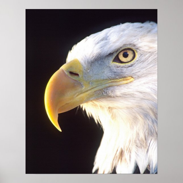 Bald Eagle Portrait, Haliaeetus leucocephalus, Poster (Front)