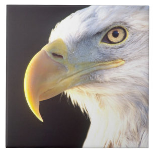 Bald Eagle Portrait, Haliaeetus leucocephalus, Tile