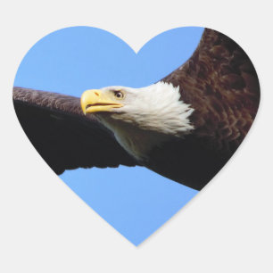 Bald Eagle Portrait Heart Sticker