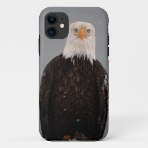 Bald Eagle Portrait in the Snow, Haliaeetus iPhone 11 Case