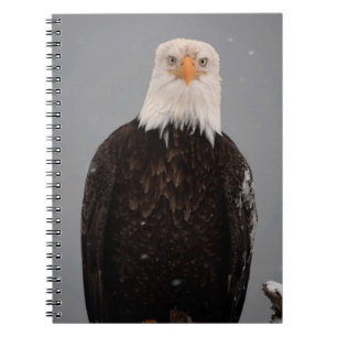 Bald Eagle Portrait in the Snow, Haliaeetus Notebook