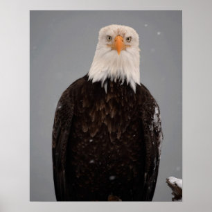 Bald Eagle Portrait in the Snow, Haliaeetus Poster